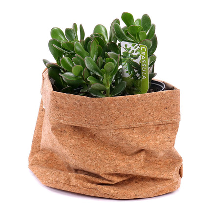 Bílá hortenzie v plechové nádobě