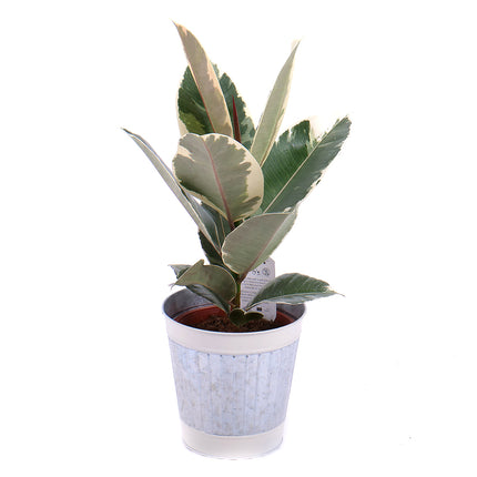 Fikus v plechovém obalu-1