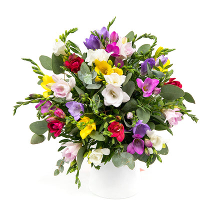 Elite barevné frézie