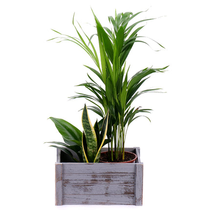 Dárkový set dřevěný box mix pokojových rostlin