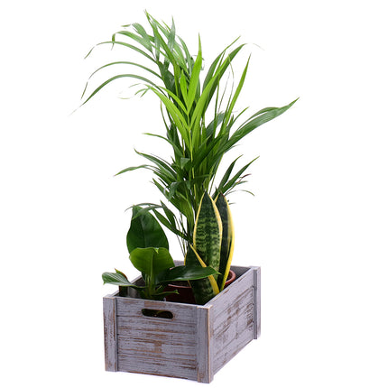 Dárkový set dřevěný box mix pokojových rostlin