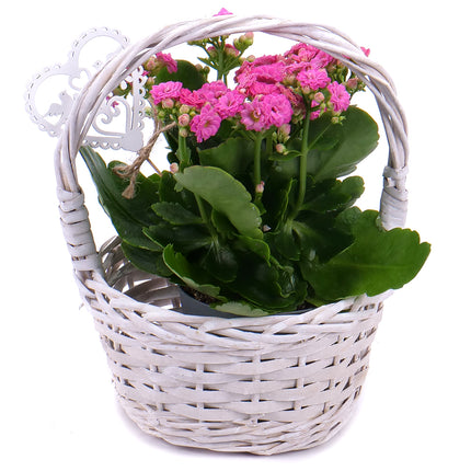 Kalanchoe v proutěném košíku