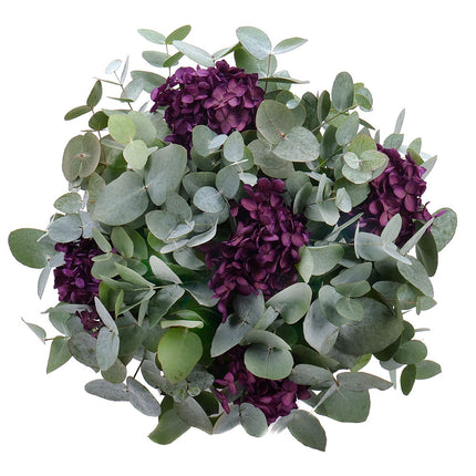 Kytica eukalyptus In eterno tmavo fialová hortenzia