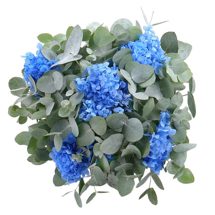 Kytica eukalyptus In eterno modrá hortenzia