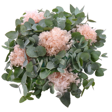 Kytica eukalyptus In eterno marhuľová hortenzia