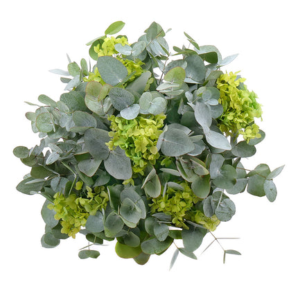 Kytica eukalyptus In eterno tmavo zelená hortenzia