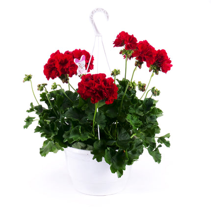 Muškát červený závěs