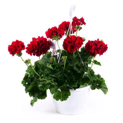 Muškát červený závěs