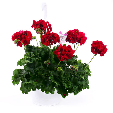 Muškát červený závěs