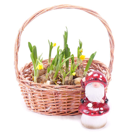 Narcisy v proutěném košíku s dekorací
