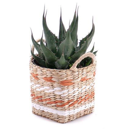 Agave v ratanovém obalu