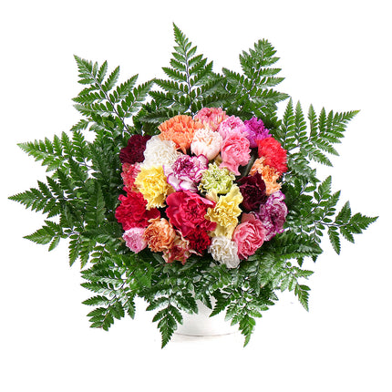 Perla barevné karafiáty