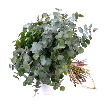 Nature Kytice eukalypt