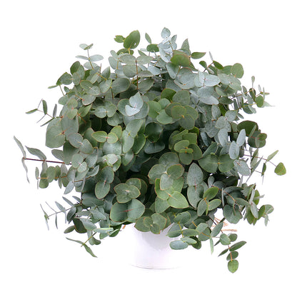 Nature Kytice eukalypt