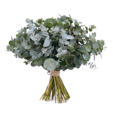 Nature Kytice eukalypt