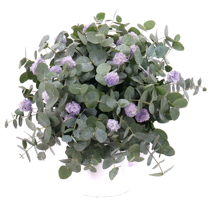 Kytice eukalyptus In eterno fialová scabiosa