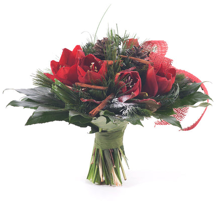 Perla červený amarylis