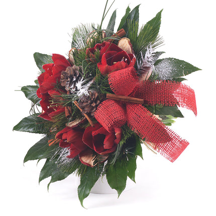 Perla červený amarylis