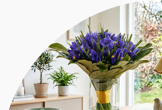 <h5>Modré<br/>Irisy</h5>