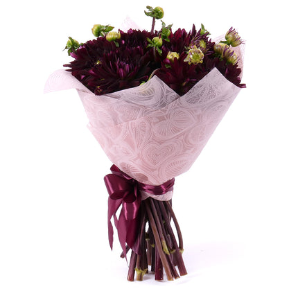 Sweet bordové dáhlie Chat Noir