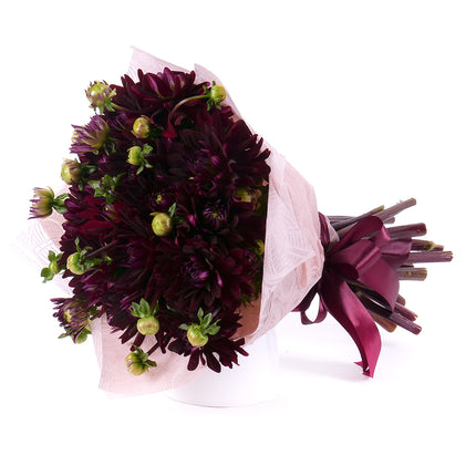 Sweet bordové dáhlie Chat Noir