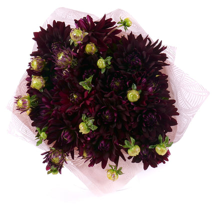 Sweet bordové dáhlie Chat Noir