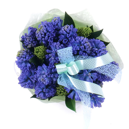 Sweet modré hyacinty